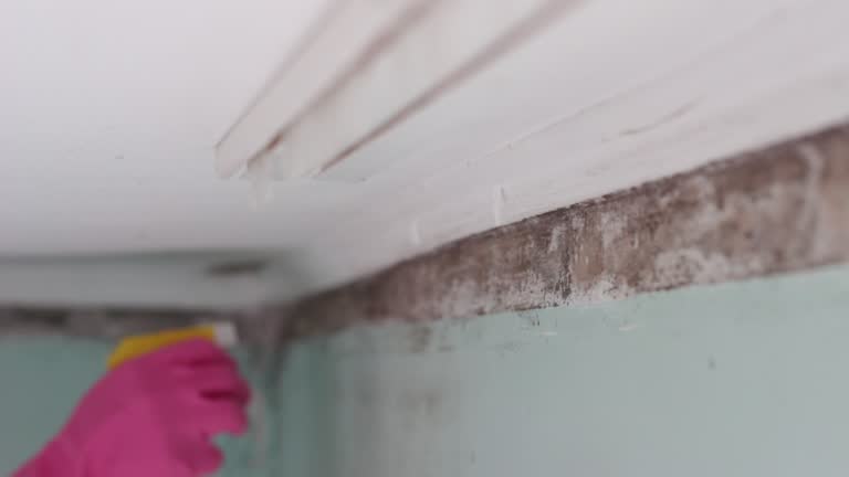 Best Mold Damage Restoration  in Conshohocken, PA